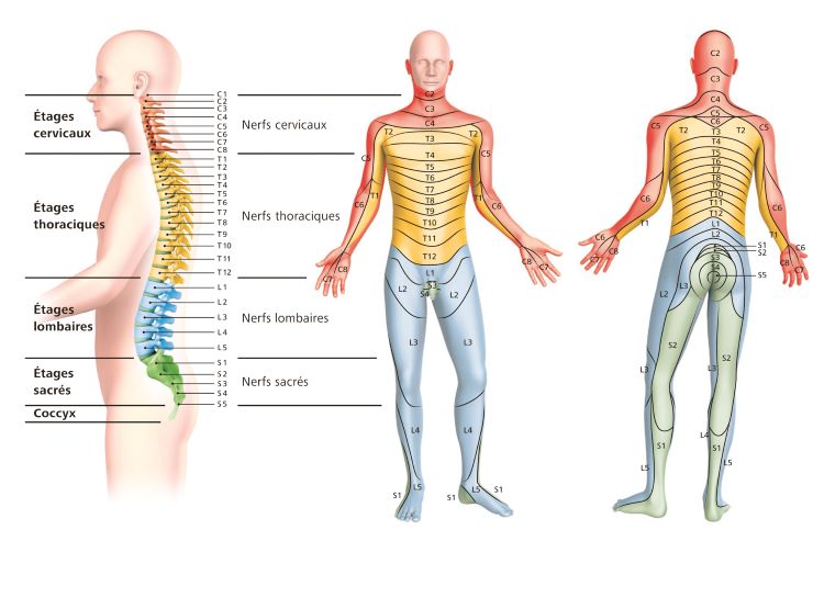 Schémas des régions nerveuses du corps